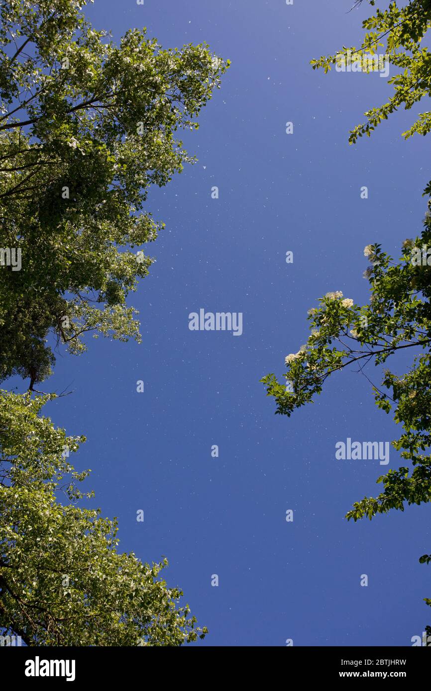 Poplar tree seeds floating through the air,England Stock Photo