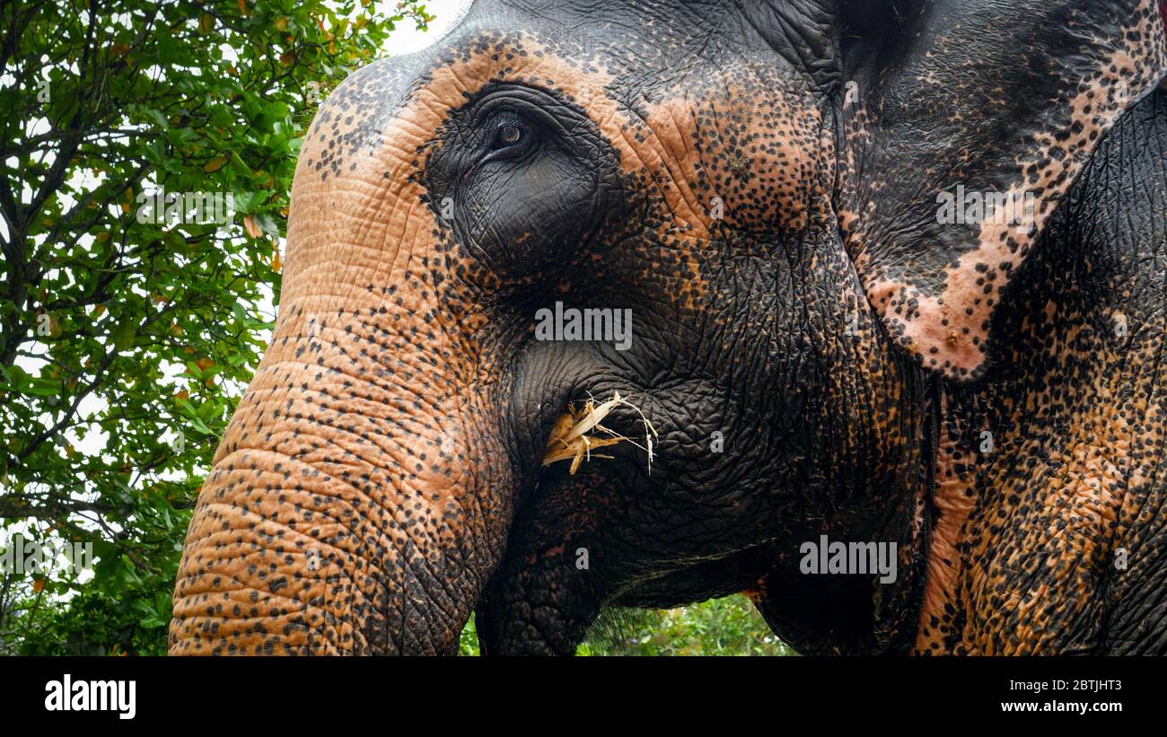Closeup photo of adult indian elephant eating tree branches and leaves in wildlife at jungle