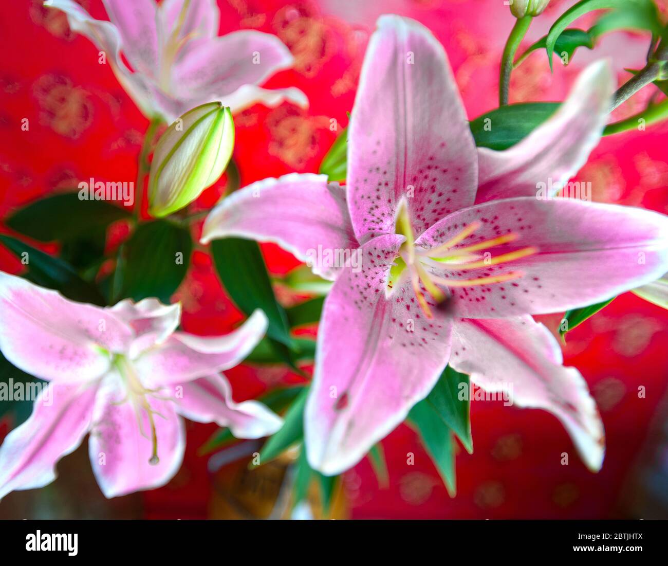 Amaryllis pink flowers Stock Photo