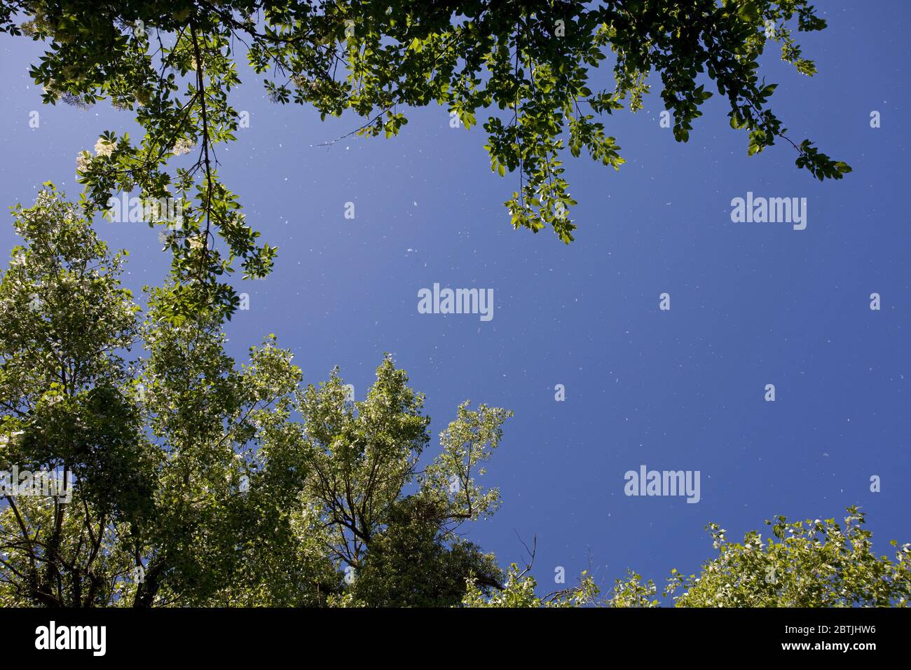 Aspen tree seeds floating through the air with blue sky background ...