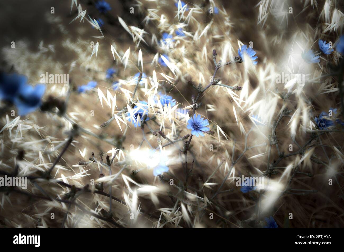 Delicate powder blue flowers in field Stock Photo Alamy