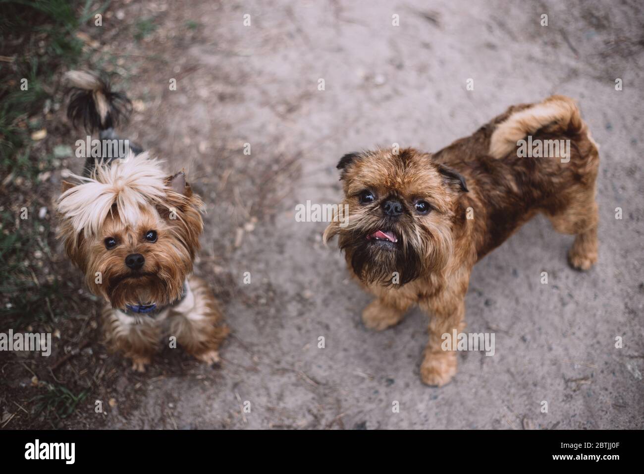brussels griffon yorkie