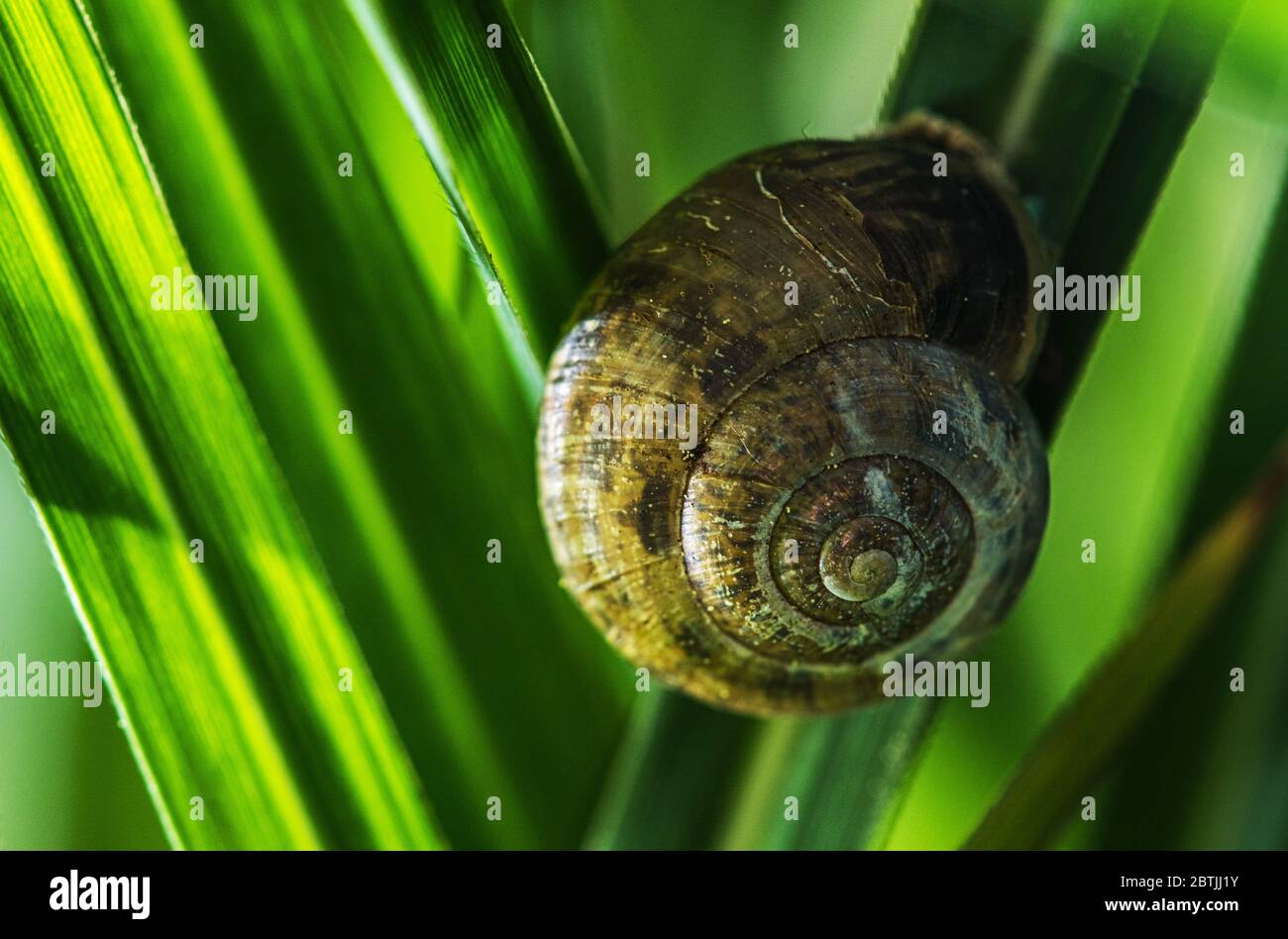 Garden Snail on One of the Blade of Grass. Terrestrial Pulmonate Gastropod Mollusc in the Family Helicidae. Macro Close Up. Stock Photo