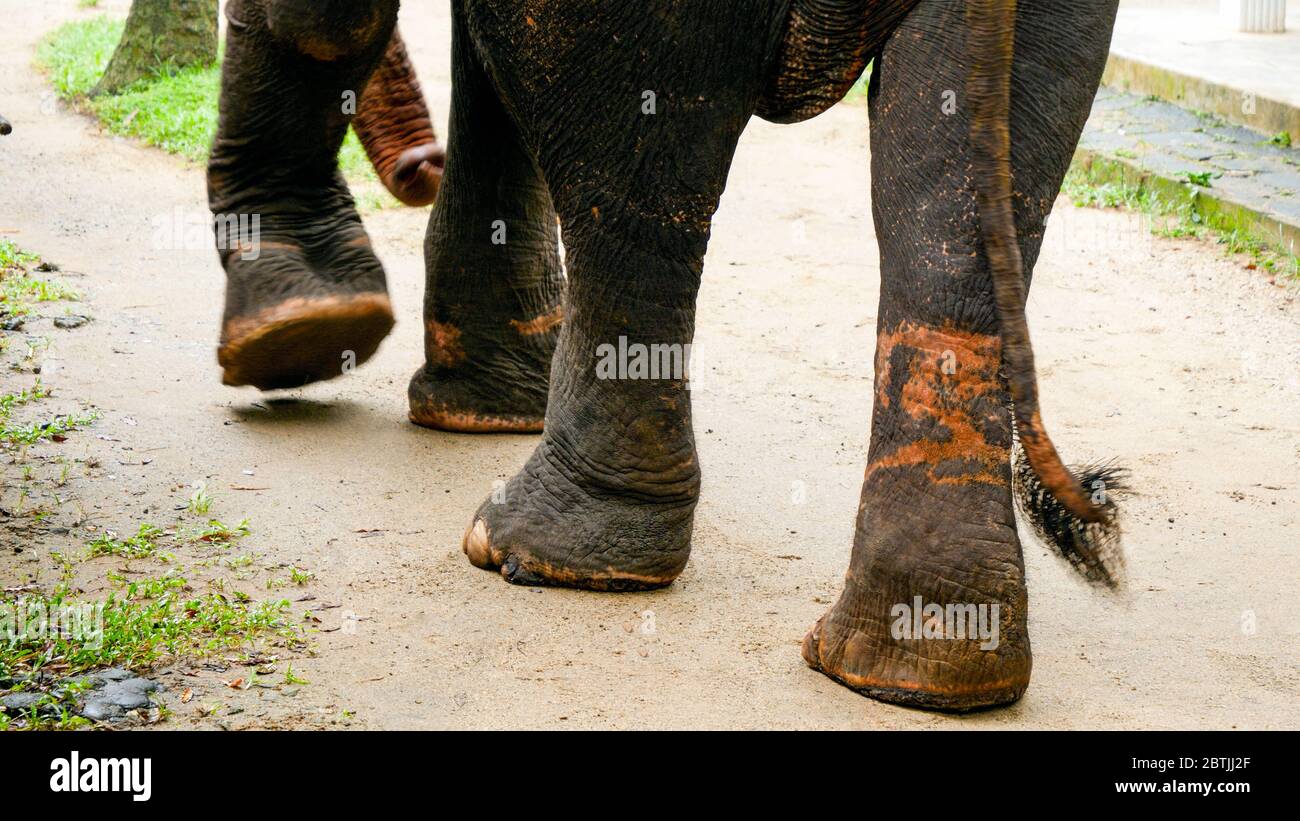 Elphant legs with marks from metal chains and ropes Stock Photo - Alamy