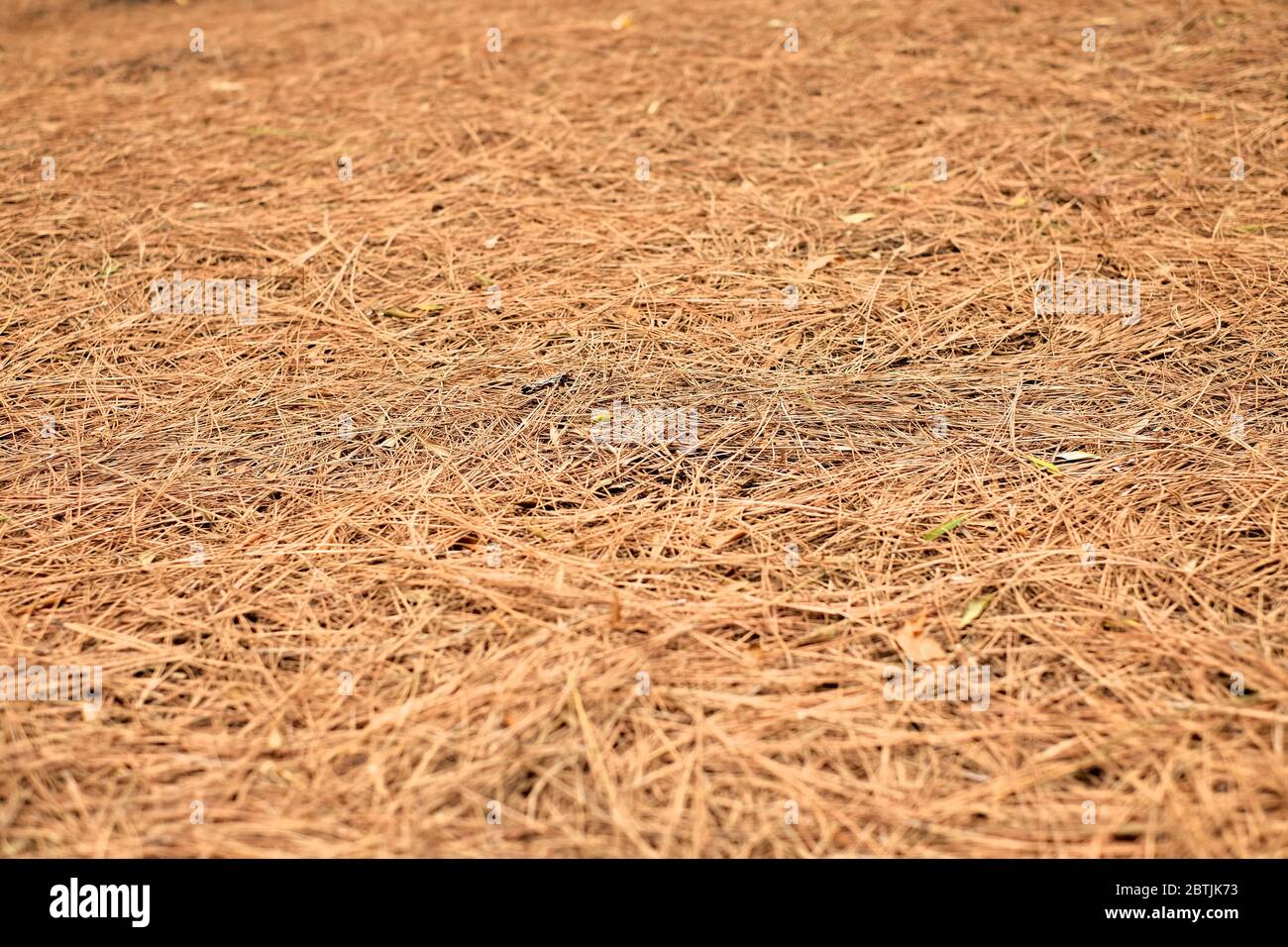 Brown needles of a pine tree fallen on the ground, autumn season in the ...
