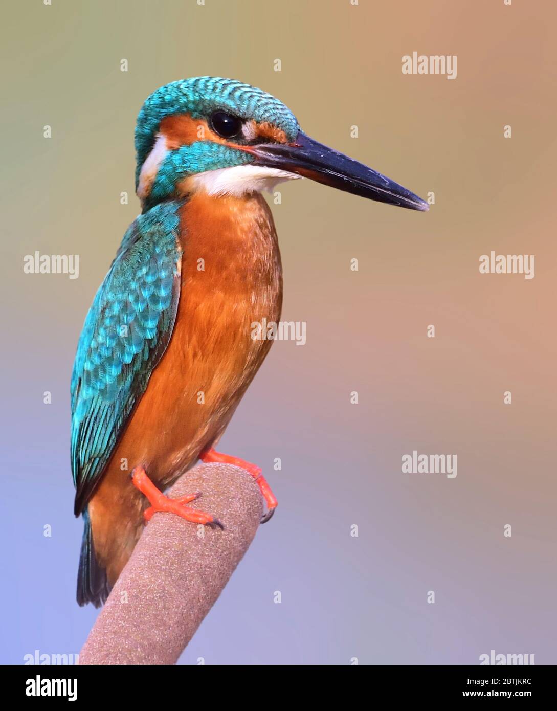 The common kingfisher, also known as the Eurasian kingfisher and river