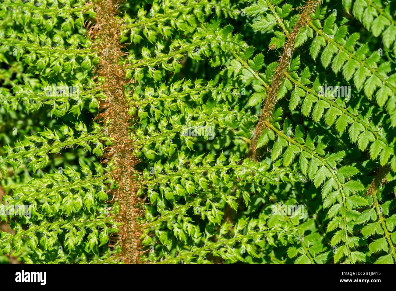 Polystichum setiferum Proliferum, close-up of evergreen soft shield fern cultivar in spring Stock Photo
