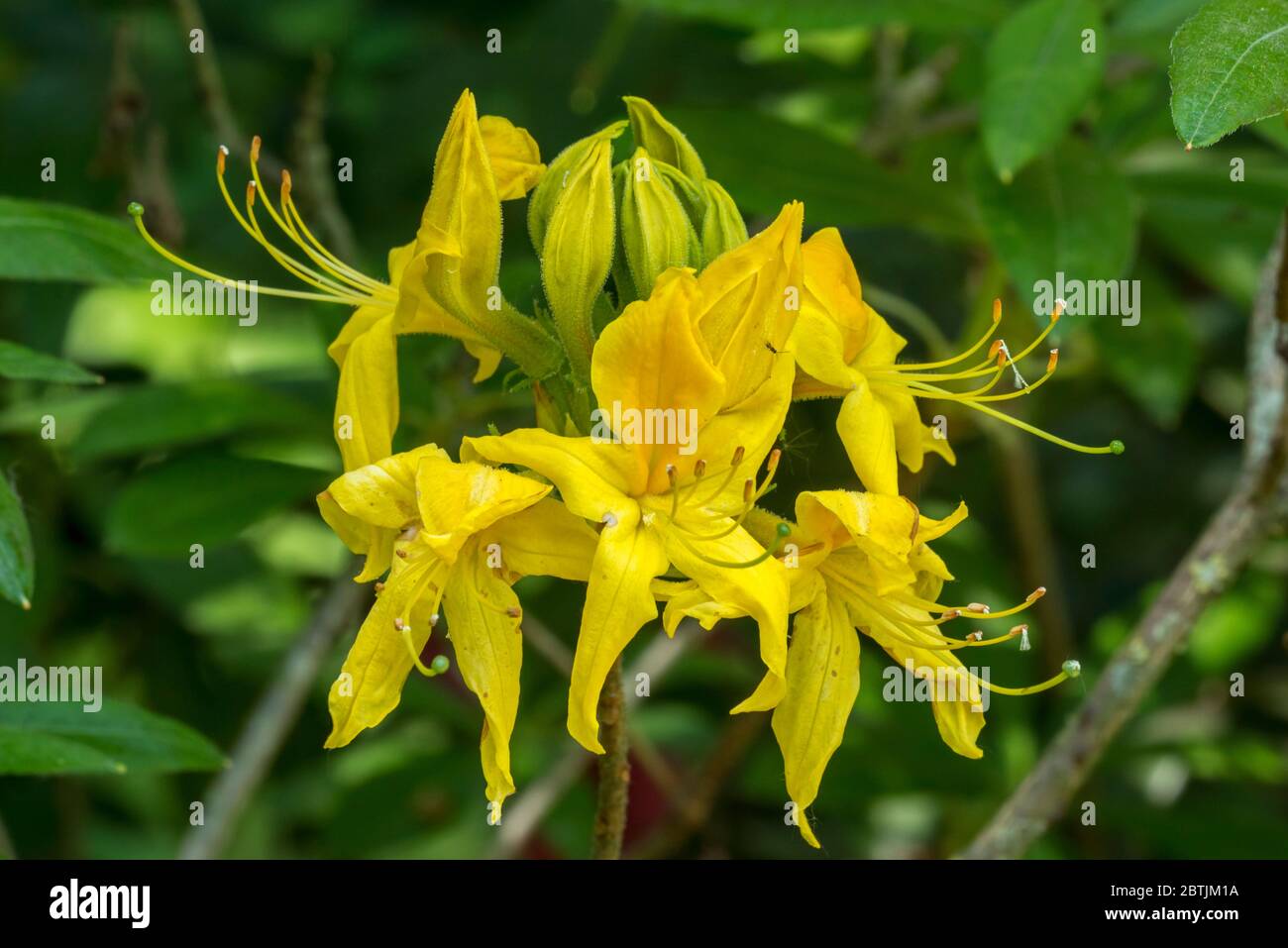 Rhododendron Marlies / Knap Hill-Exbury azalea, close up of yellow flowers in spring Stock Photo