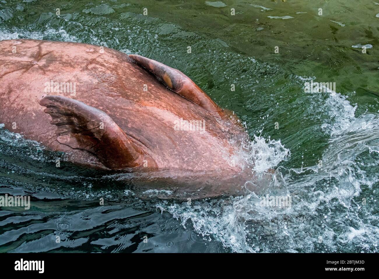 Walrus (Odobenus rosmarus) exposing fore-flippers before diving backwards underwater belly up Stock Photo
