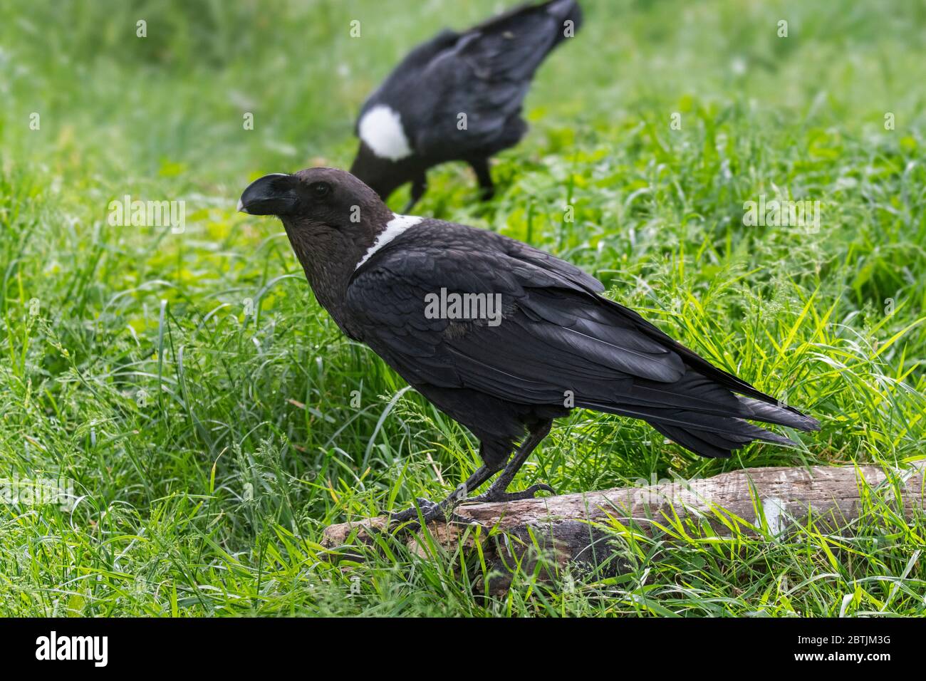 Thick-billed raven (Corvus crassirostris), corvid from the Horn of Africa Stock Photo