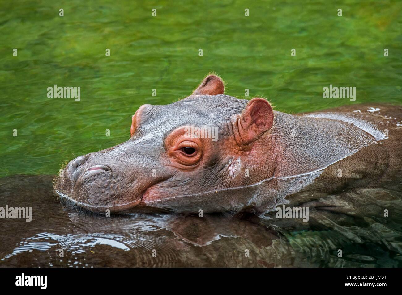 Close up of cute baby common hippopotamus / hippo (Hippopotamus amphibius) calf with head resting on mother's back in lake Stock Photo