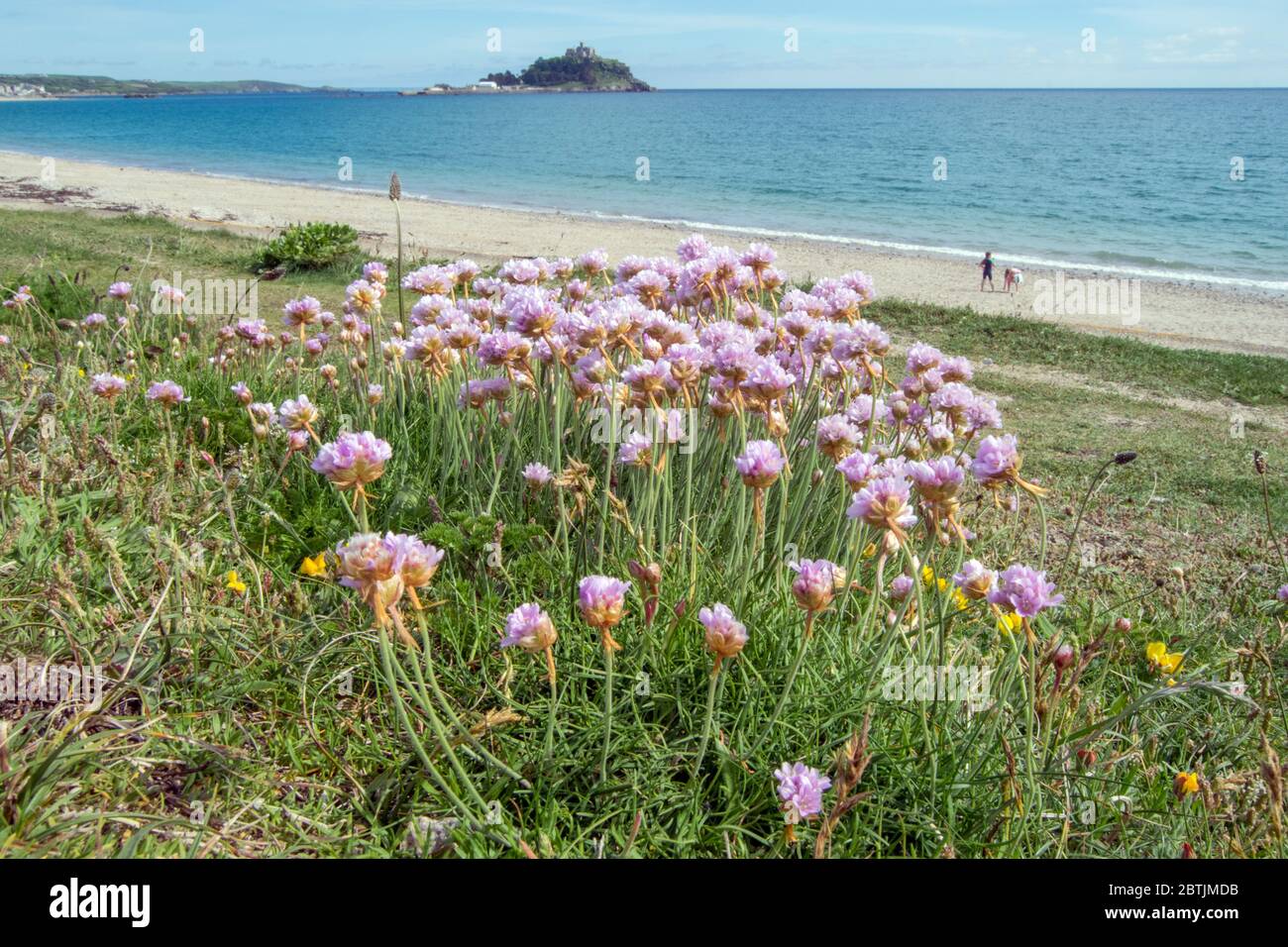 Thrift and st michael s mount stock photo alamy