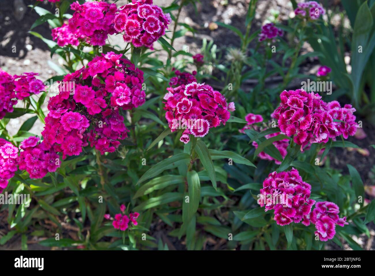 Beautiful and decorative Turkish carnation flowers adorn many flower gardens. Stock Photo
