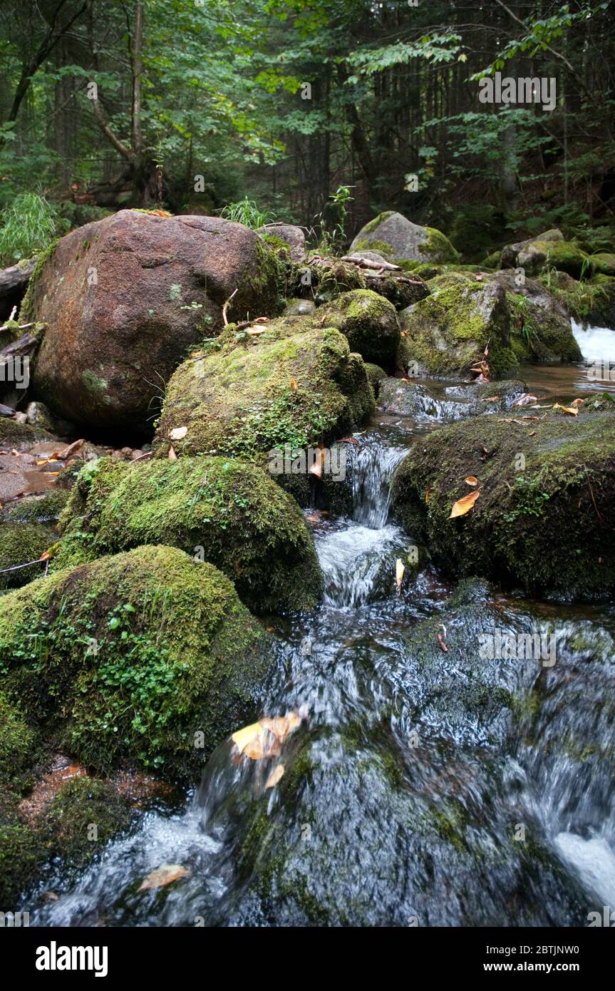 A river and mossy deciduous forest in Mont Megantic National Park near Notre Dame des Bois in Estrie, Appalachia, Eastern Townships, Quebec, Canada. Stock Photo
