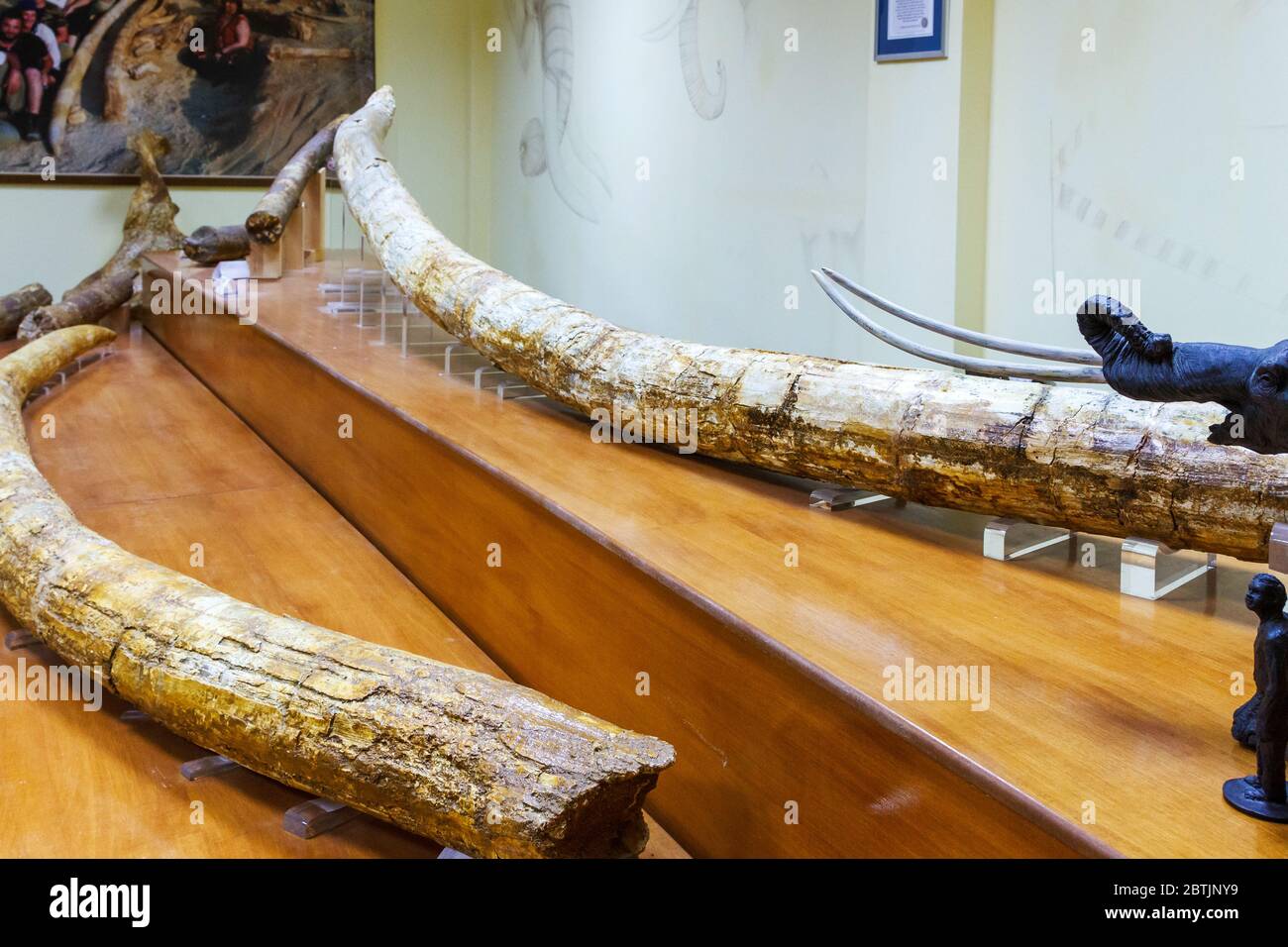 Two mastodon tusks exposed in Milia, Grevena, Greece. They are 5.02 metres in length, the largest ever found as confirmed by Guinness Records. Stock Photo