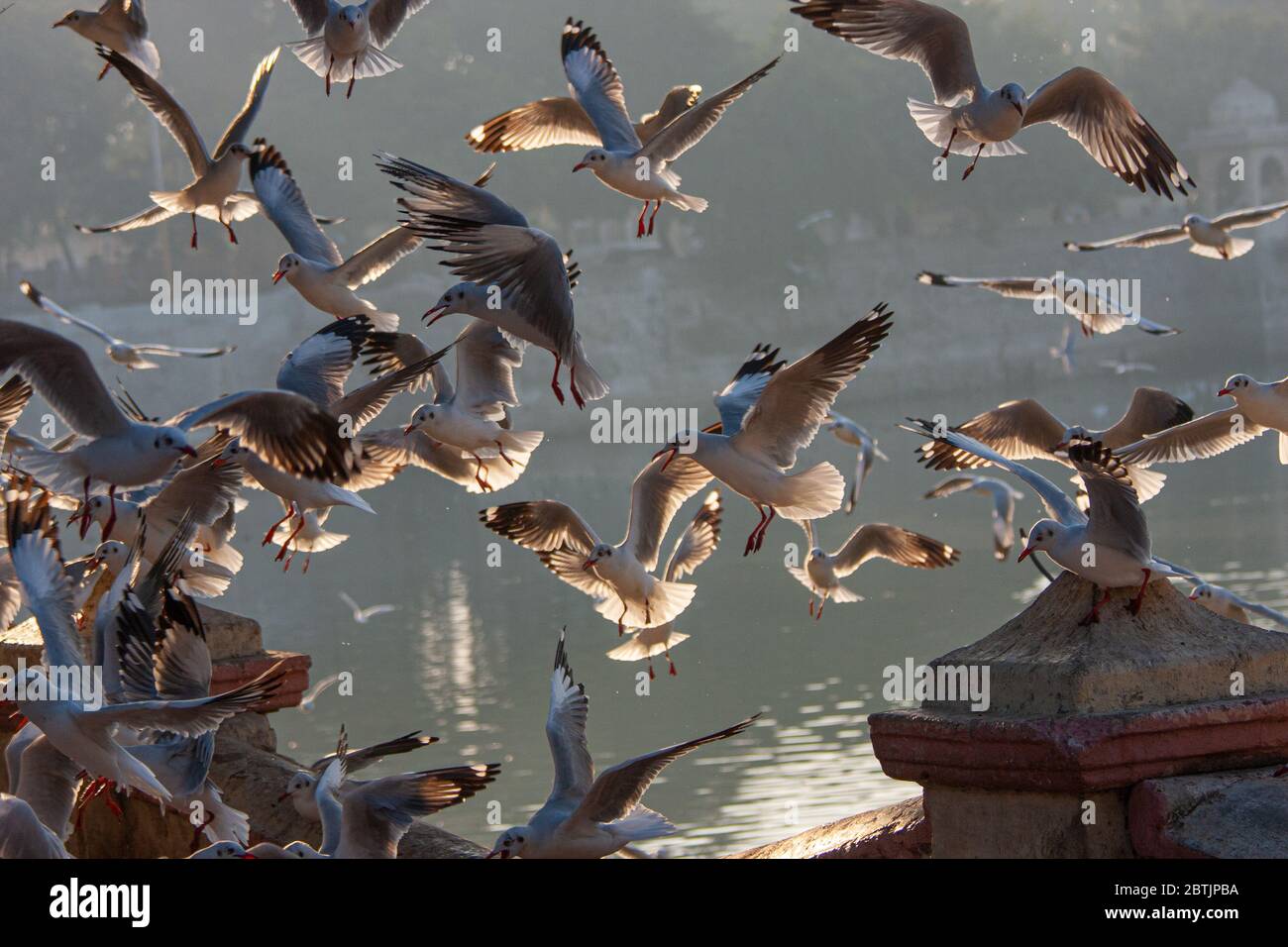 A huge flock of migratory birds (Sea Gulls and Terns) swarming Lakhota Lake during winter in Jamnagar (Gujarat, India) Stock Photo