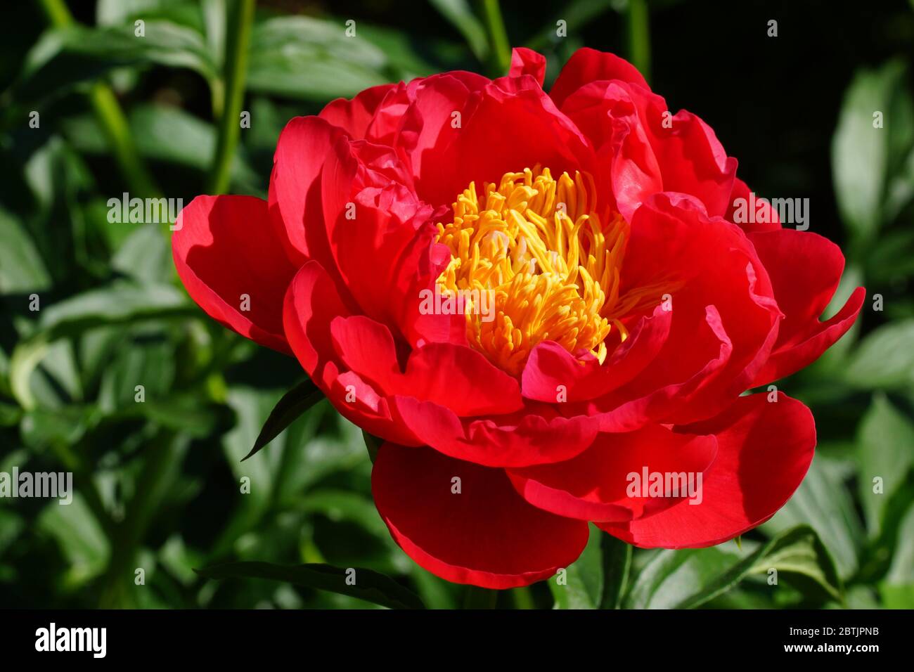 Paeonia Coral Magic. Semi-double pink peony flower.  A beautiful coral peony blooms in the garden. Stock Photo