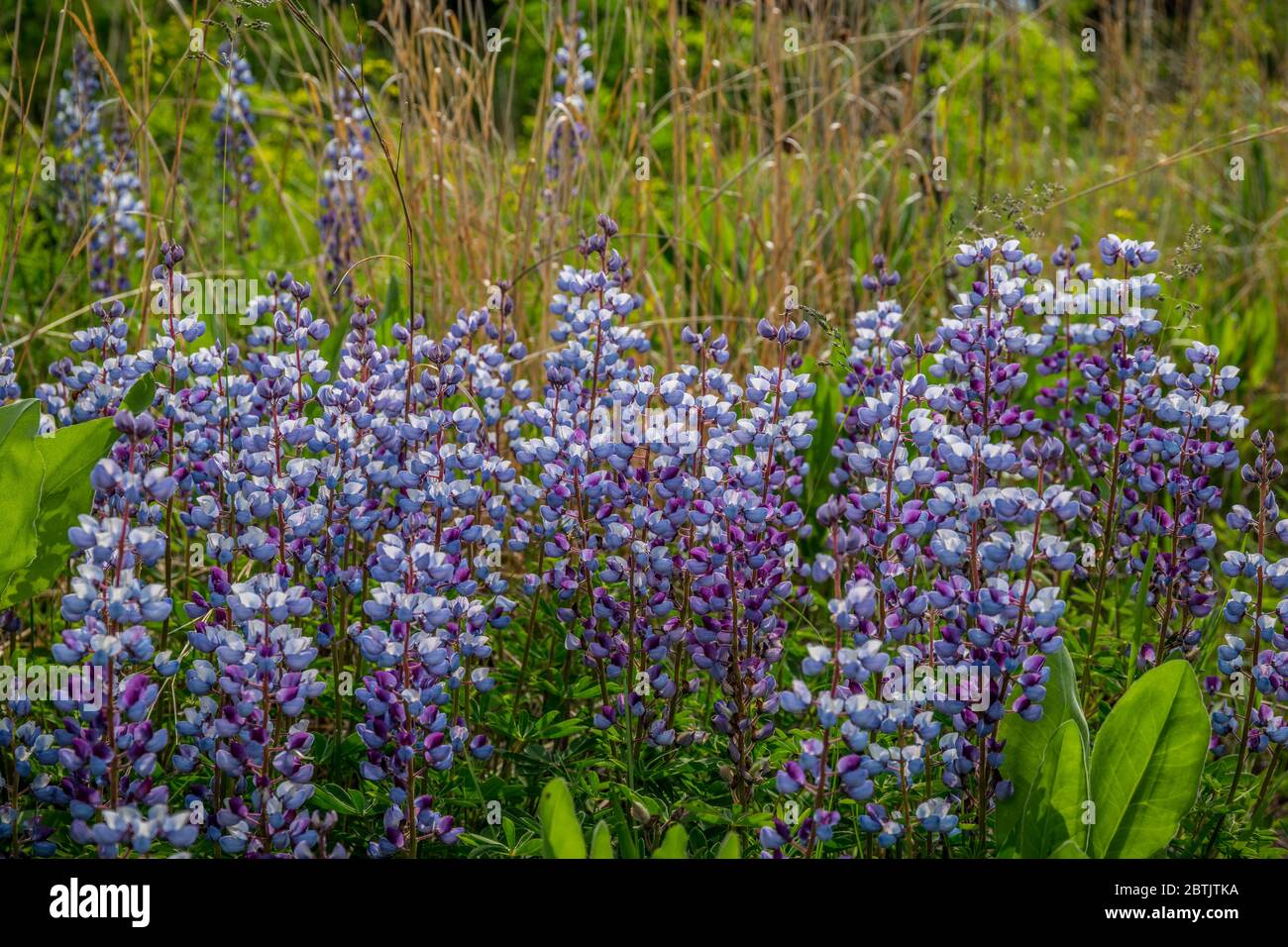 A cluster of colorful purple lupines growing together upright among the other prairie plants and tall grasses in an open meadow on a bright sunny day Stock Photo