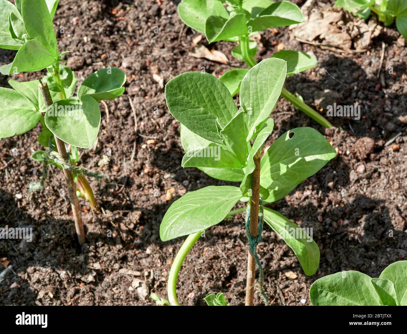 Young broad bean plant with leaf eaten by a snail attached to a support
