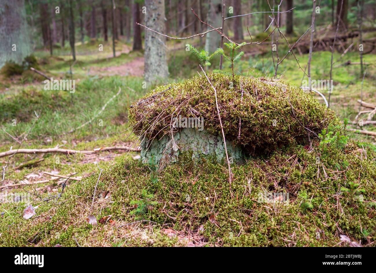 A stump overgrown with moss in the forest Stock Photo