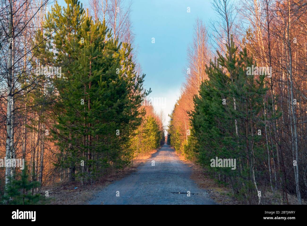 A narrow forest road stretching away into the distance. Evening ...