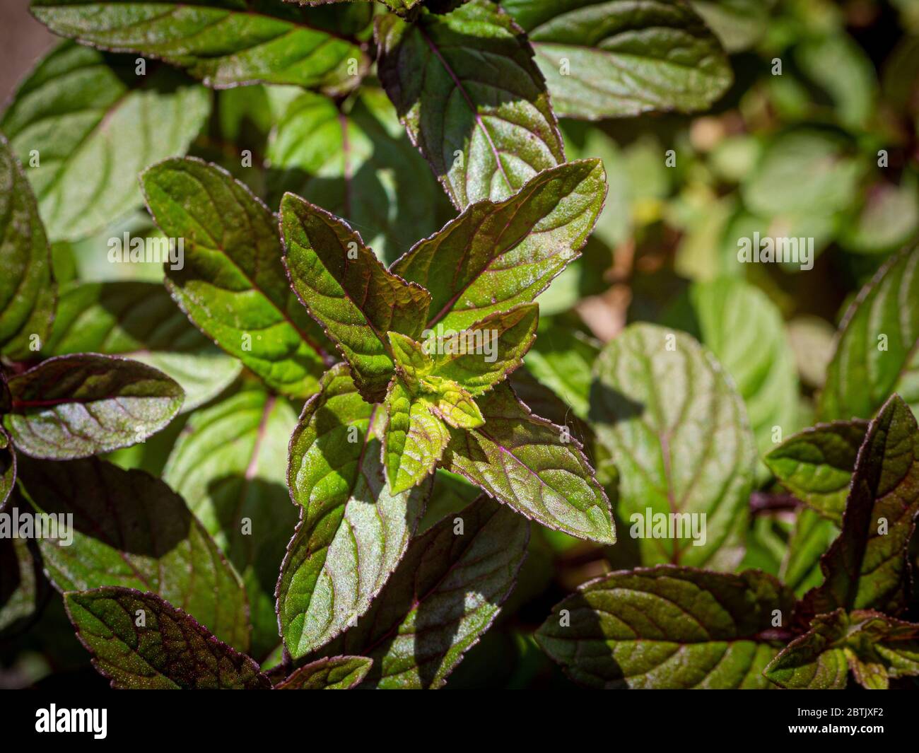 Chocolate Mint growing in a garden Stock Photo