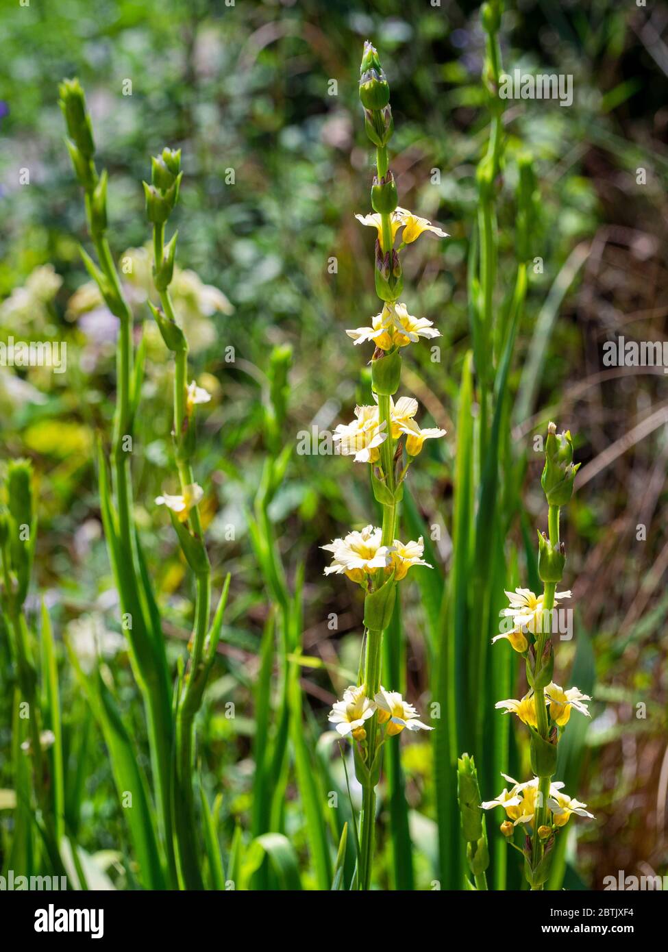 Perennial flowering, Sisyrinchium striatum growing in a garden. Stock Photo