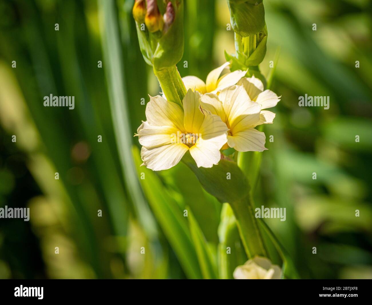 Perennial flowering, Sisyrinchium striatum growing in a garden. Stock Photo