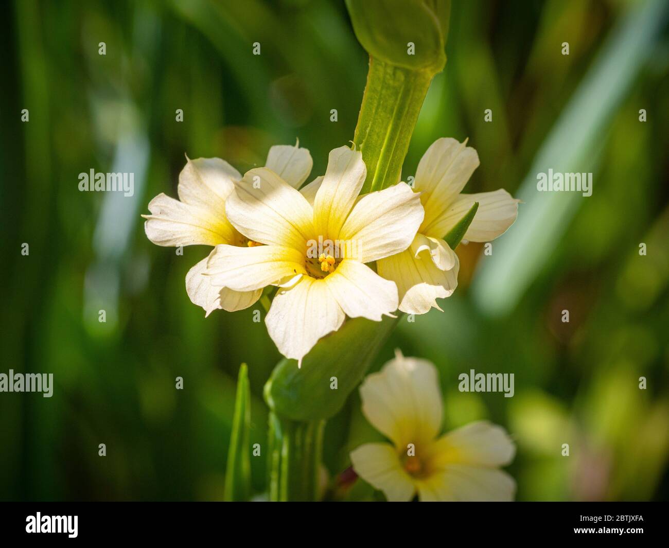 Close up of perennial flowering, Sisyrinchium striatum growing in a garden. Stock Photo