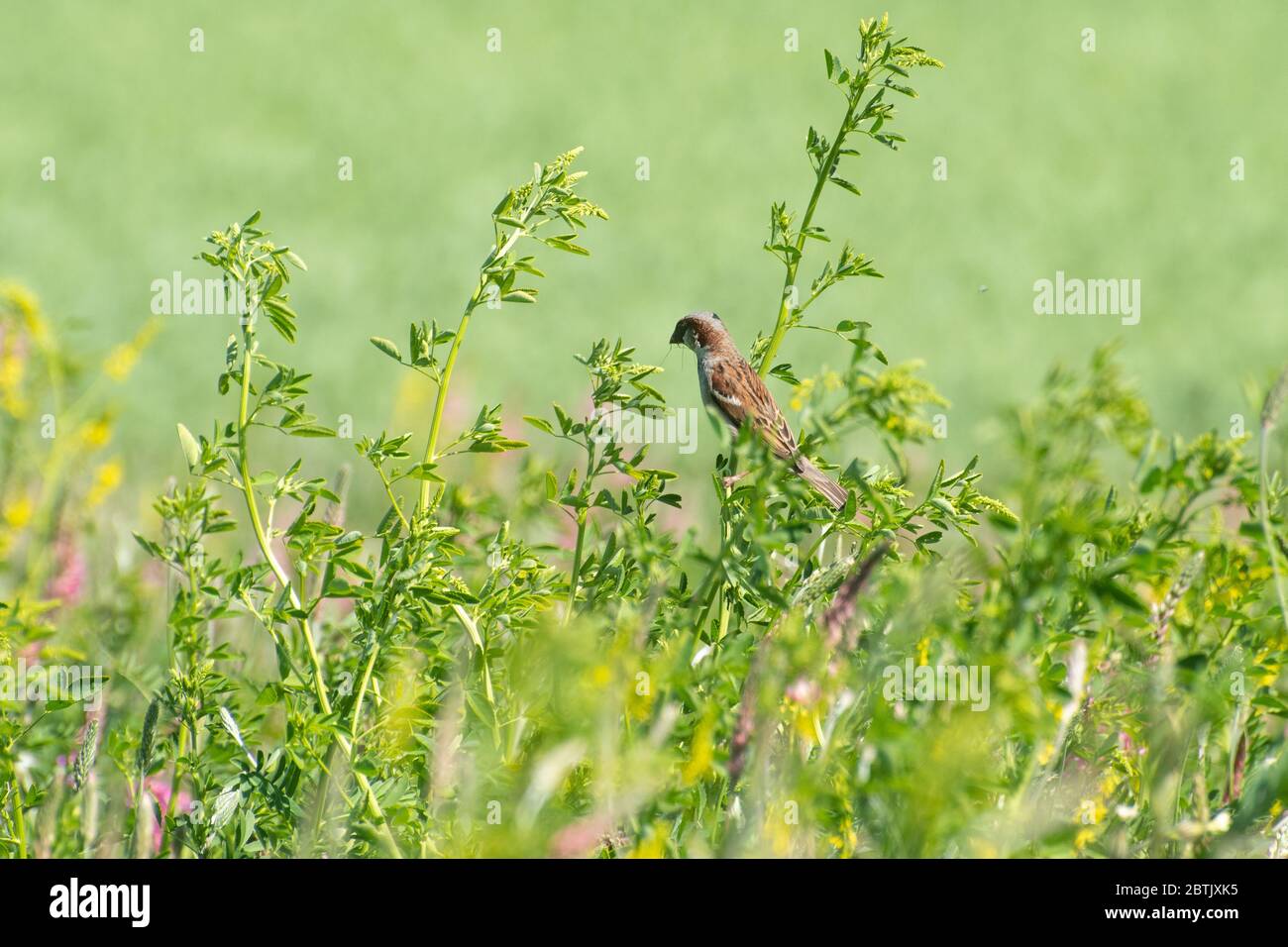 House sparrow bird (Passer domesticus) foraging for insects in a farmland wildflower margin during the spring nesting season, Hampshire, UK Stock Photo