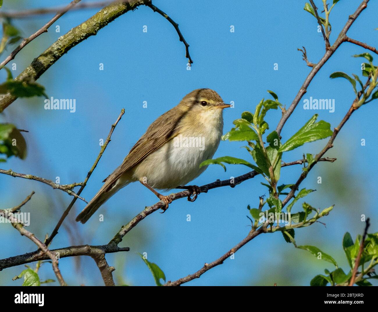 A Willow Warbler (Phylloscopus trochilus) perched on a twig in a tree Livingston, West Lothian, Scotland. Stock Photo