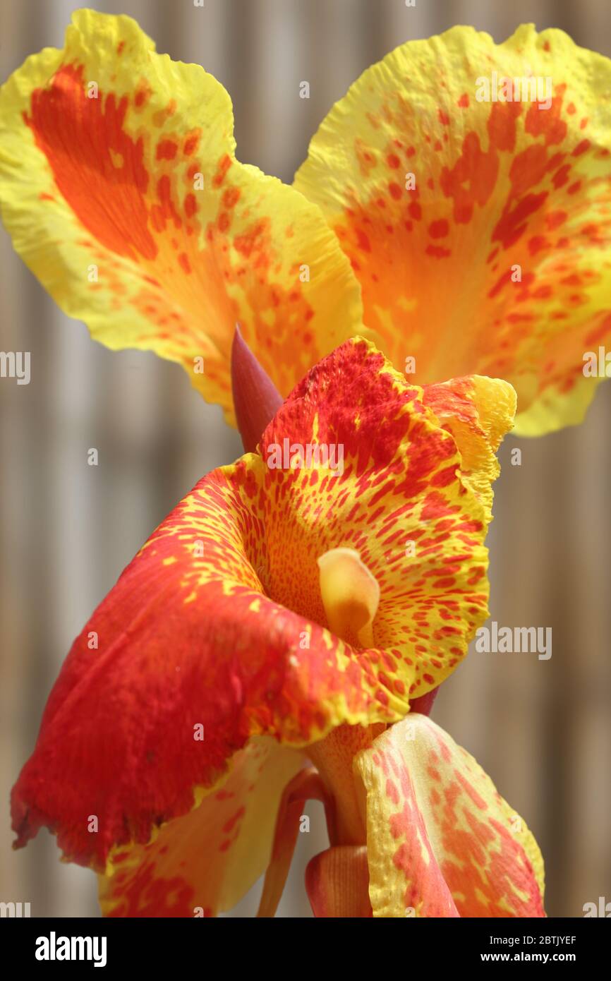 Yellow and red African arrowroot flower in Lagos, Nigeria Stock Photo