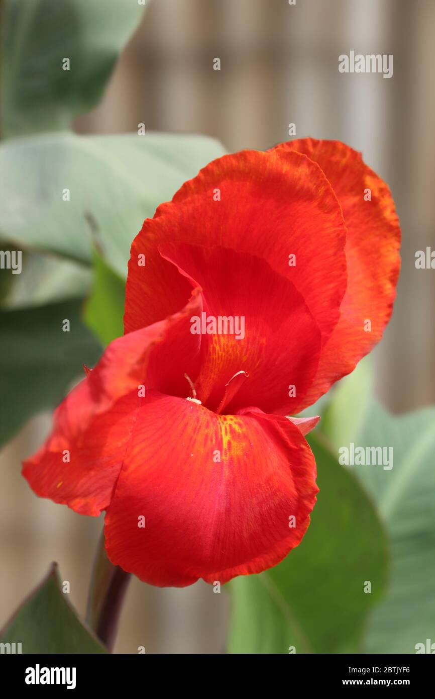 Red African arrowroot flower in Lagos, Nigeria Stock Photo Alamy