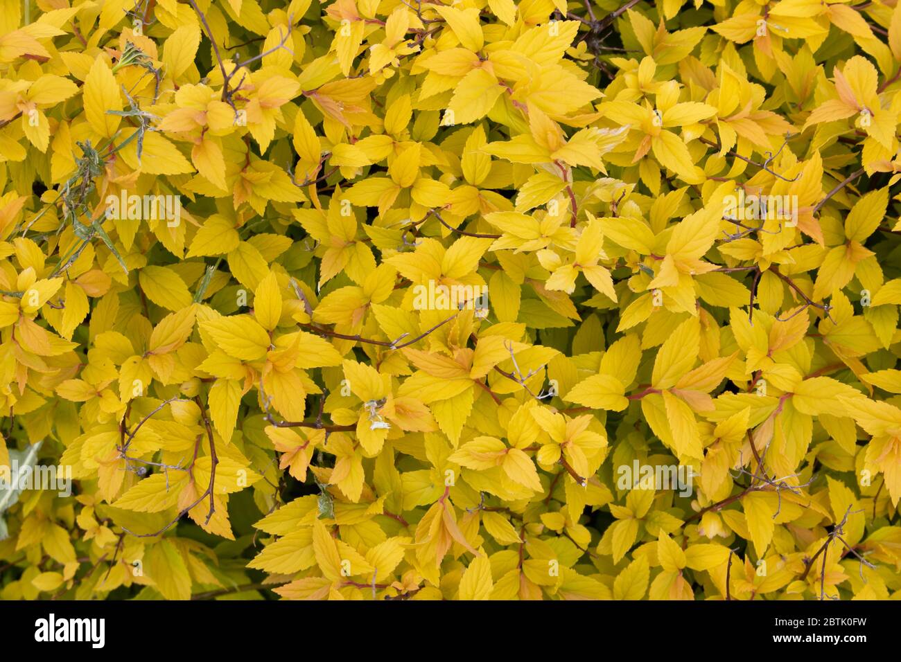 Bright yellow Bush Spiraea japonica Golden Princess. Spring foliage color.Background of yellow leaves Stock Photo