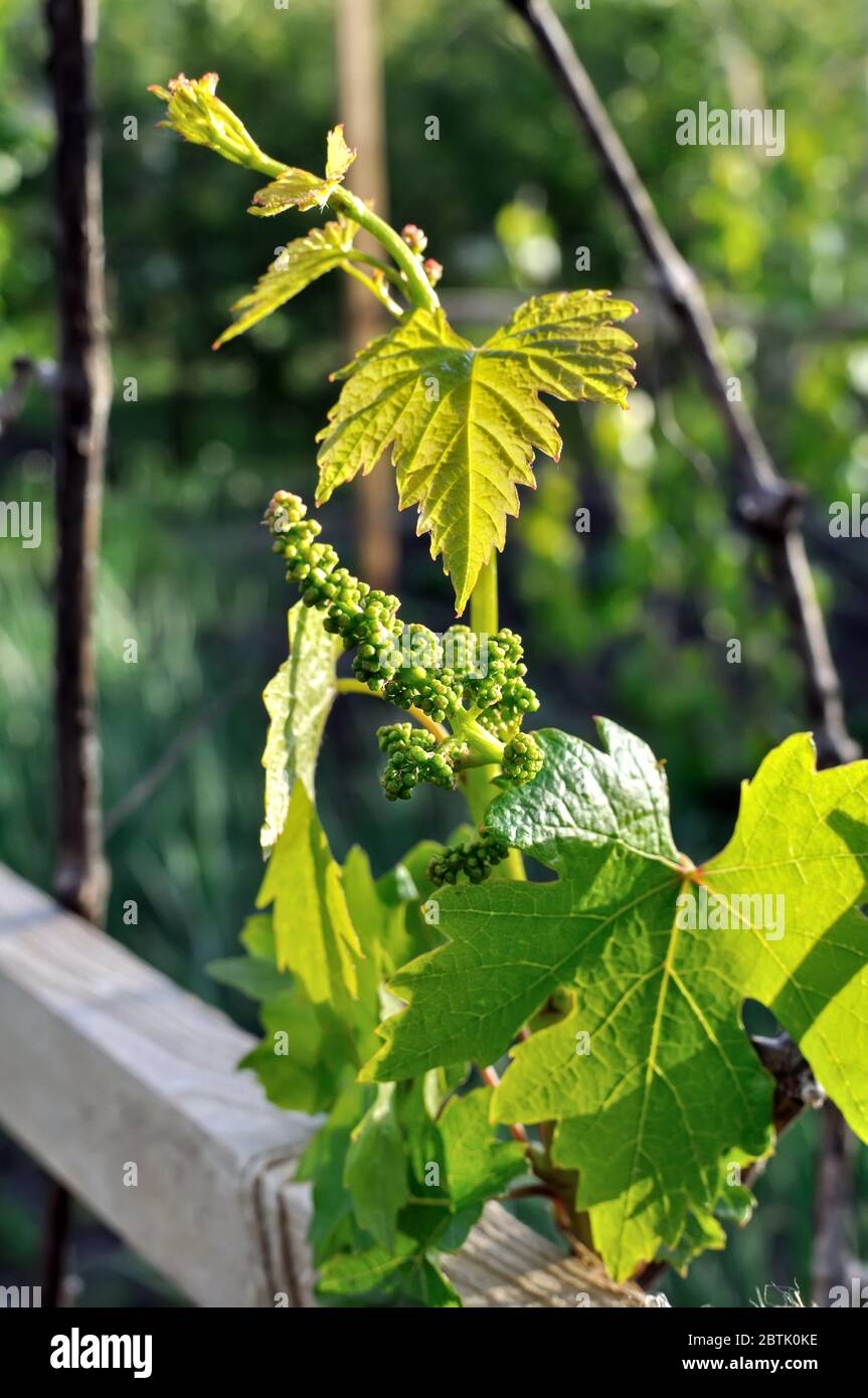 close-up of  grape vine before the  flowering, grapes in summer day, backlit Stock Photo