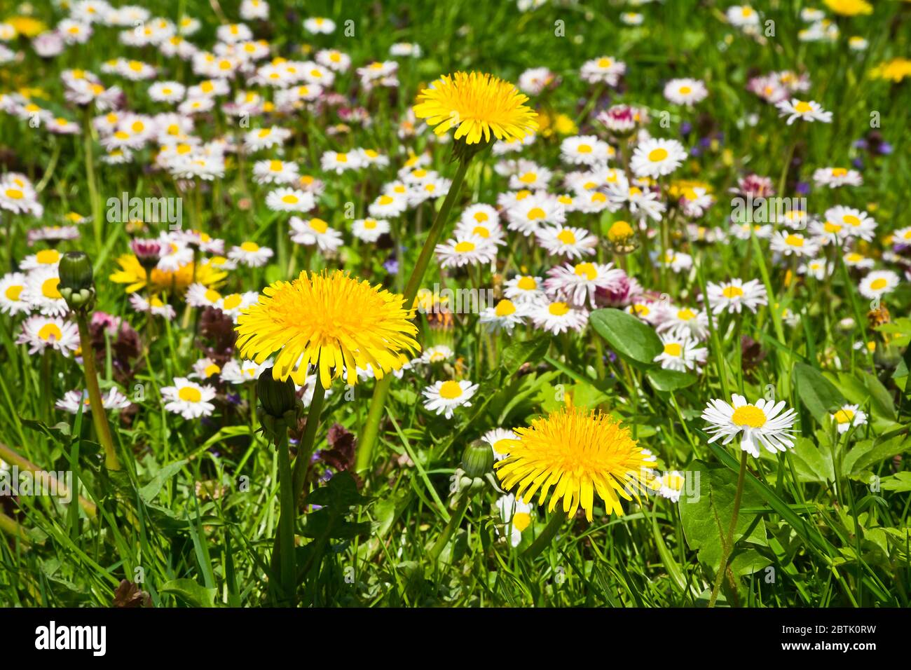Daisies and dandelions in the grass Stock Photo