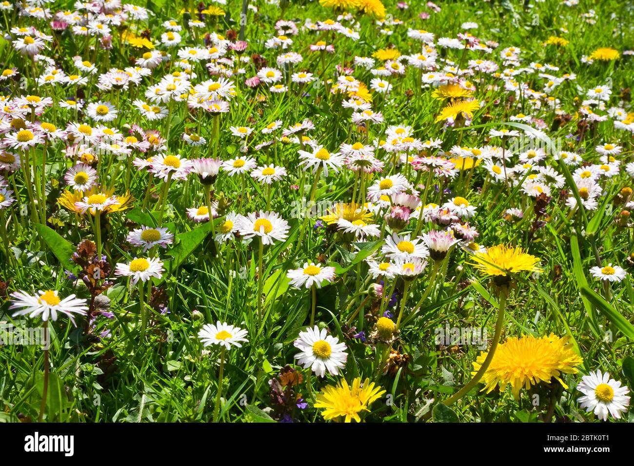 Daisies and dandelions in the grass Stock Photo