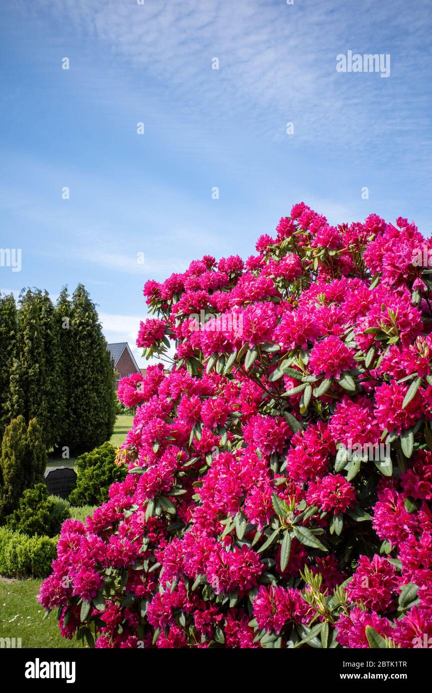 Hughe Rhododendron on a cemetery stands a huge rhododendron with red flowers and the sky ...