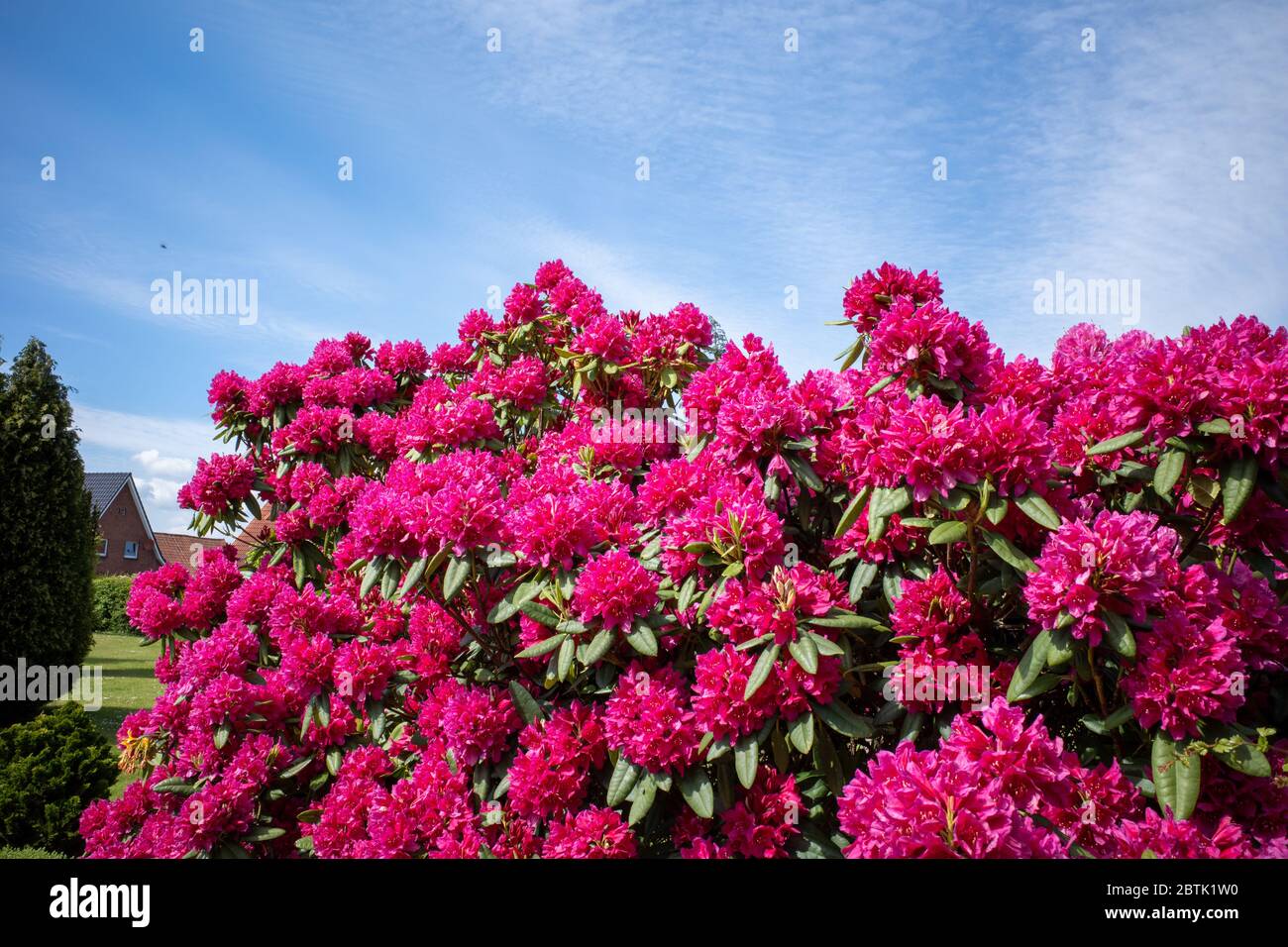 Hughe Rhododendron on a cemetery stands a huge rhododendron with red flowers and the sky ...