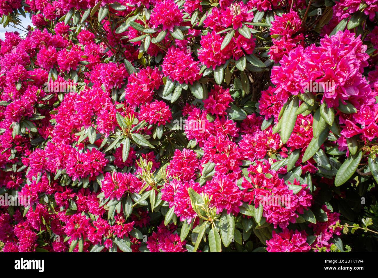 Hughe Rhododendron on a cemetery stands a huge rhododendron with red flowers and the sky ...