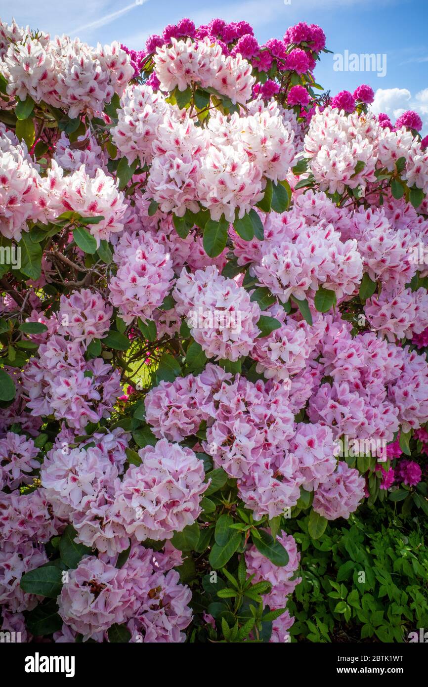 Hughe Rhododendron on a cemetery stands a huge rhododendron with pink flowers and the sky ...