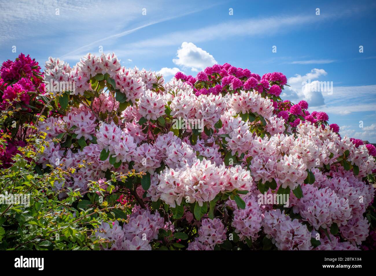 Hughe Rhododendron on a cemetery stands a huge rhododendron with pink flowers and the sky ...
