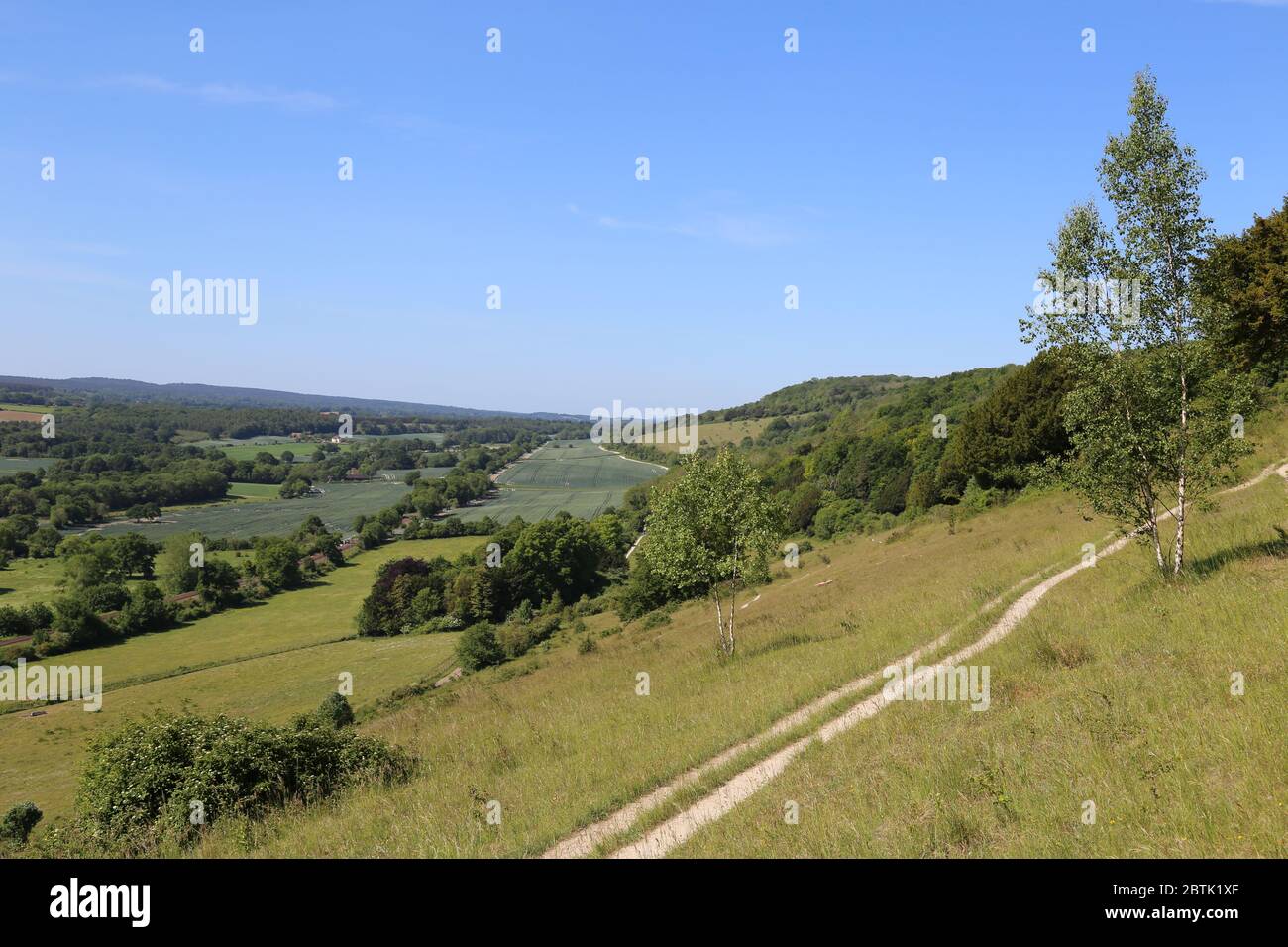 Looking west from path, Ranmore Common, Surrey Hills AONB, North Downs
