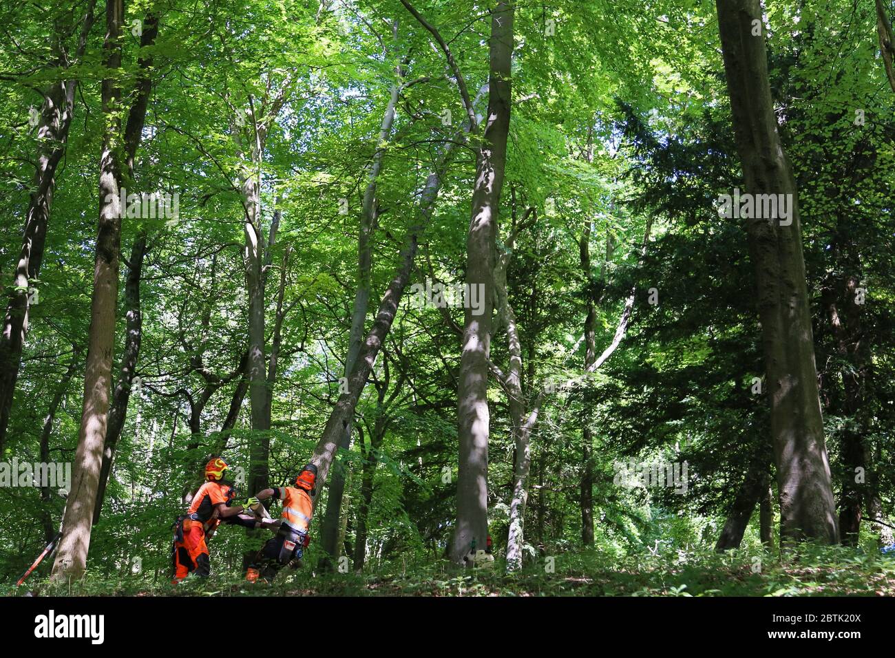 Tree felling for forestry management, Ranmore Common, Surrey Hills AONB ...