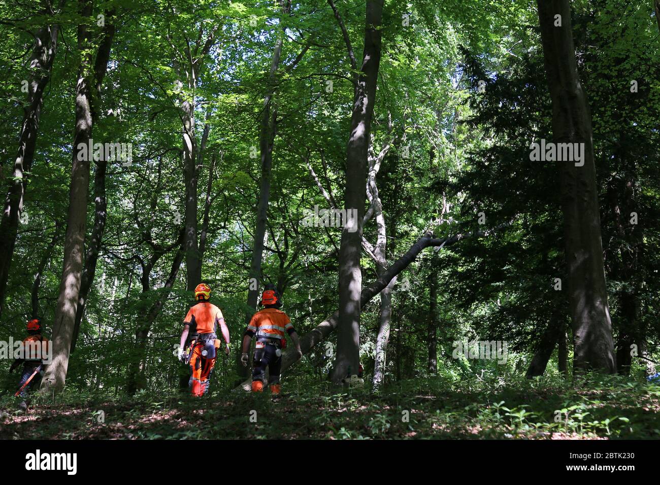 Tree felling for forestry management, Ranmore Common, Surrey Hills AONB ...