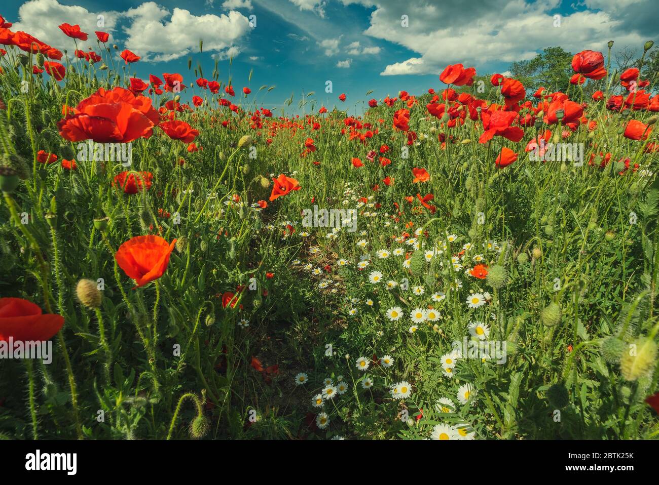 Field of poppy flowers and daisies Stock Photo - Alamy