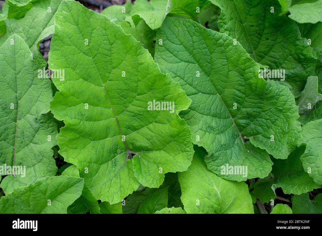 Burdock with large green leaves close-up in spring. Natural background. Latin name Arctium lappa. Stock Photo