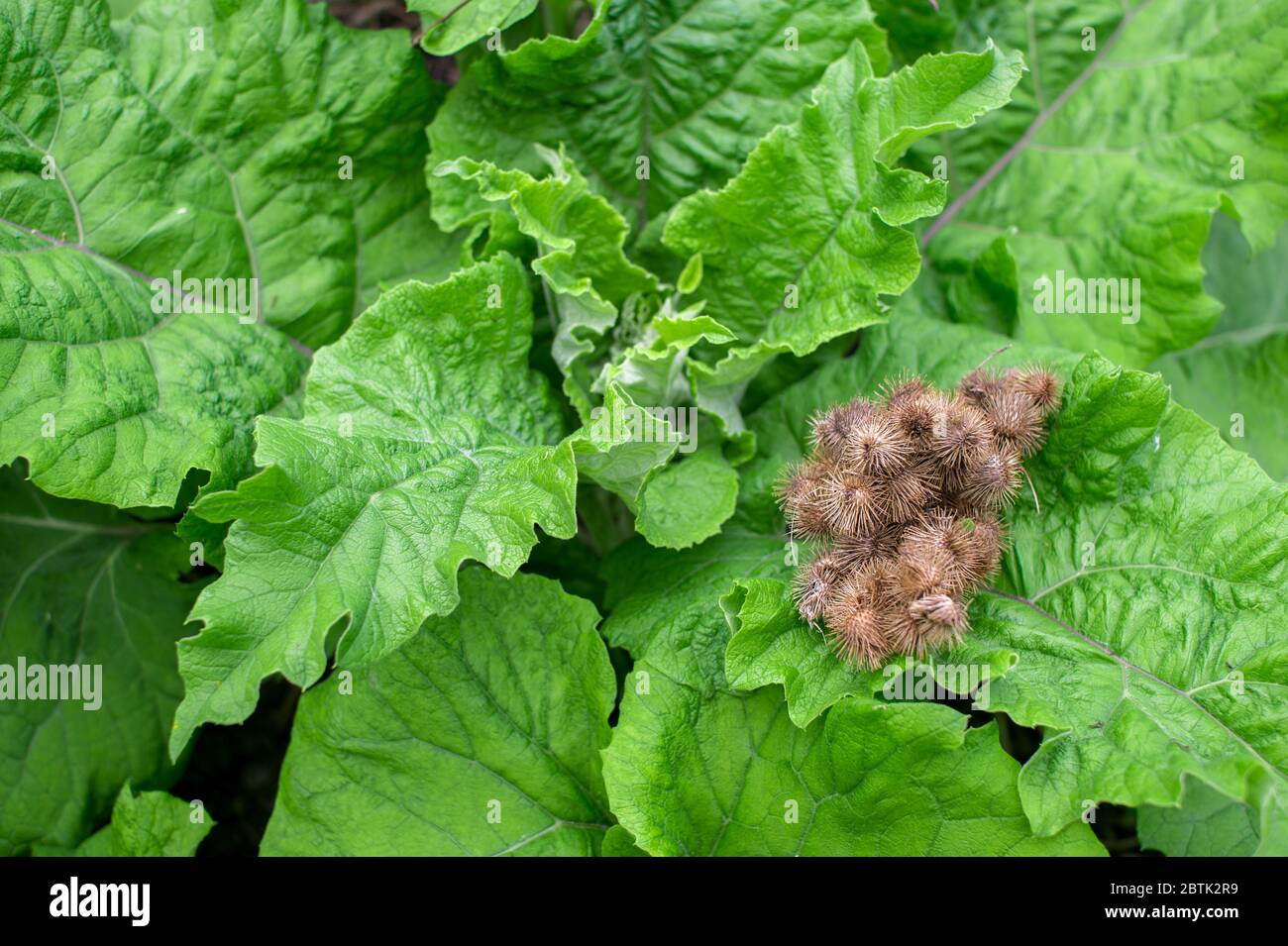 Burdock with large green leaves close-up and dry last year's thistles on them in the spring. Natural background. Latin name Arctium lappa. Stock Photo