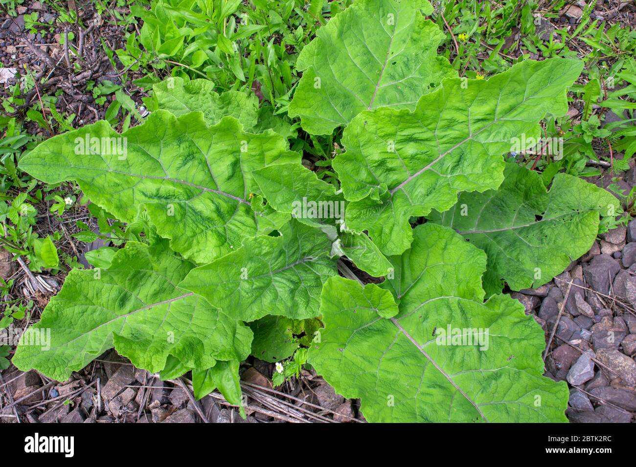 Burdock with large green leaves close-up in spring. Natural background. Latin name Arctium lappa. Stock Photo
