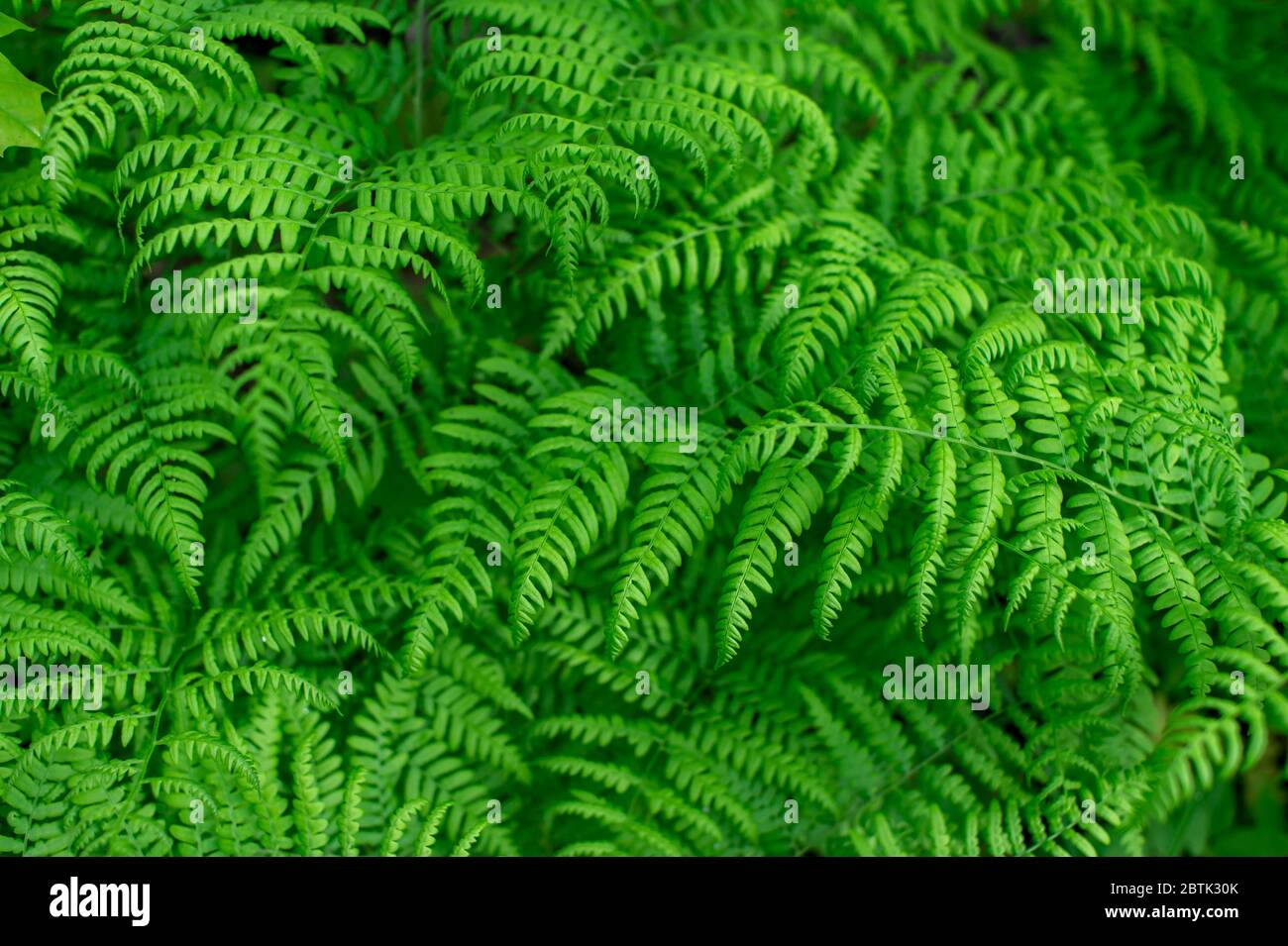 Green background of ferns with uniform lighting. Natural background. Stock Photo